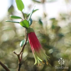 Correa Dinner Bells 10 Correa Dinner Bells -NatureNest Shop dinner bells flower close