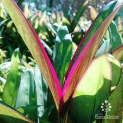 Cordyline Fruticosa Purple Prince 7 Cordyline Fruticosa Purple Prince -NatureNest Shop dsc 6544 2