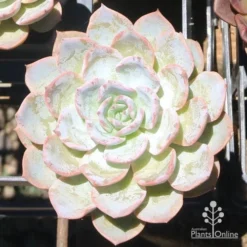 Echeveria Morning Beauty - Succulent -NatureNest Shop eceheveria morning beauty