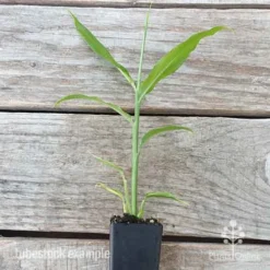 Zingiber - Edible Ginger 13 Zingiber - Edible Ginger -NatureNest Shop edible ginger