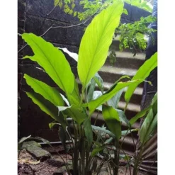 Zingiber - Edible Ginger 14 Zingiber - Edible Ginger -NatureNest Shop edible ginger full