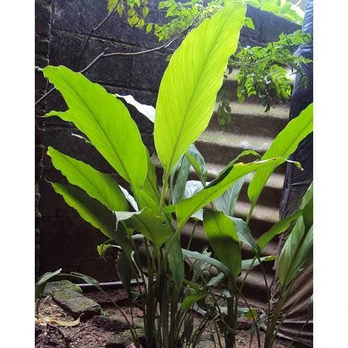 Zingiber - Edible Ginger 7 Zingiber - Edible Ginger - Image 7