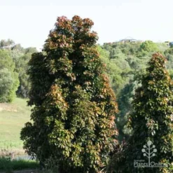Elaeocarpus Eumundi -NatureNest Shop elaeocarpus eumundi trees