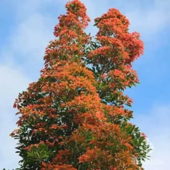 Elaeocarpus Eumundi -NatureNest Shop elaeocarpus eumundi woombye