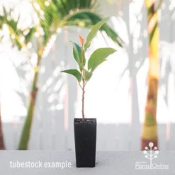 Elaeocarpus Prima Donna - Blueberry Ash 13 Elaeocarpus Prima Donna - Blueberry Ash -NatureNest Shop elaeocarpus prima donna tube