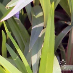 Dianella Cherry Red -NatureNest Shop em fountain v cherry red img 6989