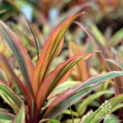Cordyline Fruticosa Early Morning Diamond -NatureNest Shop emd plant