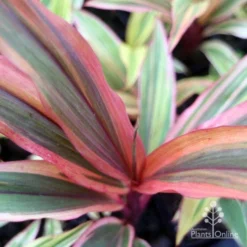 Cordyline Fruticosa Early Morning Diamond -NatureNest Shop emd top view