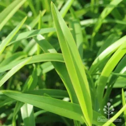 Dianella Emerald Fountain -NatureNest Shop emerald fountain leaf