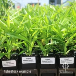 Dianella Emerald Fountain -NatureNest Shop emerald fountain tubestock standard