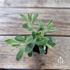 Eremophila Blue Horizon - Emu Bush -NatureNest Shop eremophila blue horizon 1