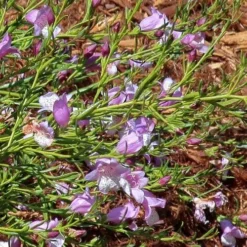 Eremophila Summertime Blue - Emu Bush -NatureNest Shop eremophila summertime blue flickr cultivar413 crop
