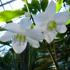 Eucharis - Amazon Lily -NatureNest Shop eucharis pair 1