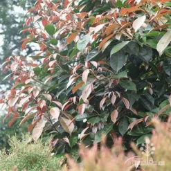 Elaeocarpus Eumundi -NatureNest Shop eumundi and claret tops