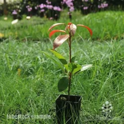 Elaeocarpus Eumundi -NatureNest Shop eumundi tubestock plant