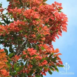 Elaeocarpus Eumundi -NatureNest Shop eumundi very deep colour