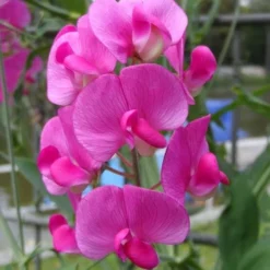 Garden Plants Sales Store -NatureNest Shop everlasting pea closeup