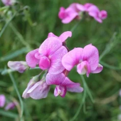 Sweet Pea Everlasting Mix - Seed 8 Sweet Pea Everlasting Mix - Seed -NatureNest Shop everlasting pea pink closeup