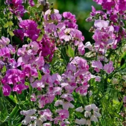 Sweet Pea Everlasting Mix - Seed 7 Sweet Pea Everlasting Mix - Seed -NatureNest Shop everlasting peas in sun