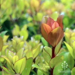 Metrosideros Little Ewan - Dwarf NZ Christmas Bush -NatureNest Shop ewan leaf colour new