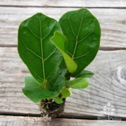 Ficus Lyrata Bambino - Fiddle Leaf Fig 14 Ficus Lyrata Bambino - Fiddle Leaf Fig -NatureNest Shop ficus bambino 2
