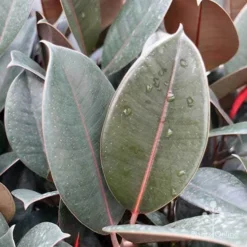 Ficus Elastica Burgundy - Rubber Plant -NatureNest Shop ficus burgundy leaves