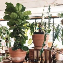 Ficus Lyrata - Fiddle Leaf Fig -NatureNest Shop ficus lyrata in terracotta