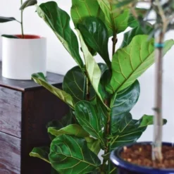 Ficus Lyrata - Fiddle Leaf Fig -NatureNest Shop ficus lyrata leaf 500 1