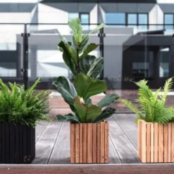 Ficus Lyrata - Fiddle Leaf Fig -NatureNest Shop ficus lyrata wooden planter 500 1