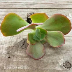 Echeveria Fire And Ice - Succulent -NatureNest Shop fire and ice leaves 500 1