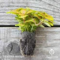 Fittonia Skeleton - Snakeskin Plant 7 Fittonia Skeleton - Snakeskin Plant -NatureNest Shop fittonia skeleton plug 500 1