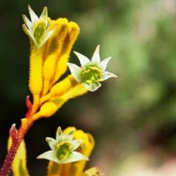 Anigozanthos Yellow Gem - Kangaroo Paw -NatureNest Shop flannel flowers yellow 2 1