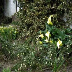 Correa Nummulariifolia - Roundleaf Correa 11 Correa Nummulariifolia - Roundleaf Correa -NatureNest Shop flickr peganum correa reflexa numm 1