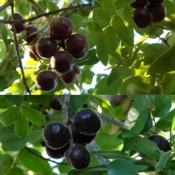 Burdekin Plum - Pleiogynium -NatureNest Shop flickr tatters burdekin plum ripe