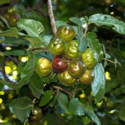 Burdekin Plum - Pleiogynium -NatureNest Shop flickr tatters burdekin plum unripe