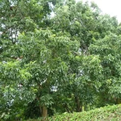 Burdekin Plum - Pleiogynium -NatureNest Shop flickr wendy cutler burdekin plum
