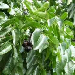 Burdekin Plum - Pleiogynium -NatureNest Shop flickr wendy cutler burdekin plum fruits