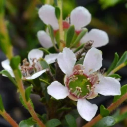 Leptospermum Liversidgei Mozzie Blocker -NatureNest Shop flowers 2