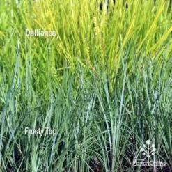 Lomandra Frosty Top -NatureNest Shop frosty top against dalliance 1