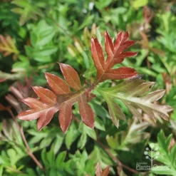 Grevillea Gaudichaudii 14 Grevillea Gaudichaudii -NatureNest Shop gaudichadi grevillea leaf colour