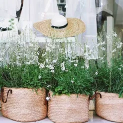 Gaura White -NatureNest Shop gaura white baskets