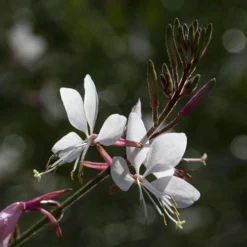 Gaura White -NatureNest Shop gaura white close