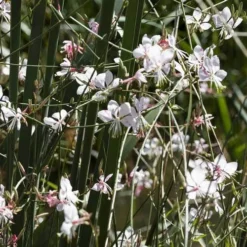 Gaura White -NatureNest Shop gaura white plants