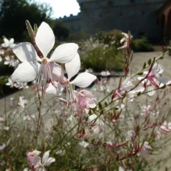 Gaura White -NatureNest Shop gaura white sunlit