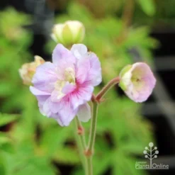 Geranium Summer Skies 7 Geranium Summer Skies -NatureNest Shop geranium summer skies closeup