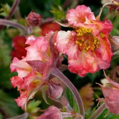 Geum Pretticoats Peach -NatureNest Shop geum pretticoats peach 3