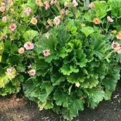 Geum Pretticoats Peach -NatureNest Shop geum pretticoats peach leaves