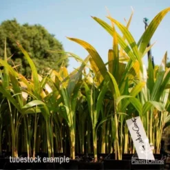 Golden Cane Palm - Dypsis -NatureNest Shop golden cane tube 2