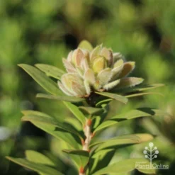 Callistemon Green John -NatureNest Shop green john new growth