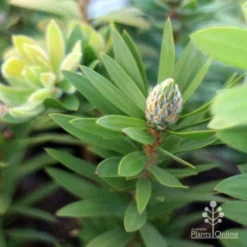 Callistemon Green John -NatureNest Shop green john new shoot